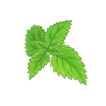 grüne Minze