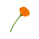 Ringelblume