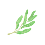 Estragon