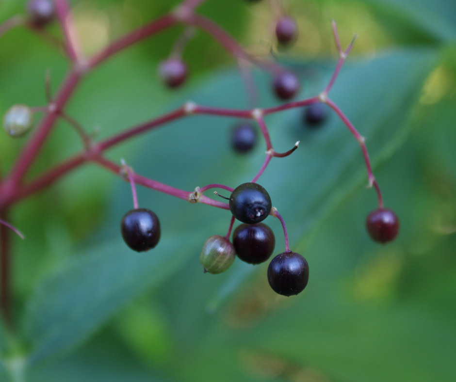 Holunderbeeren