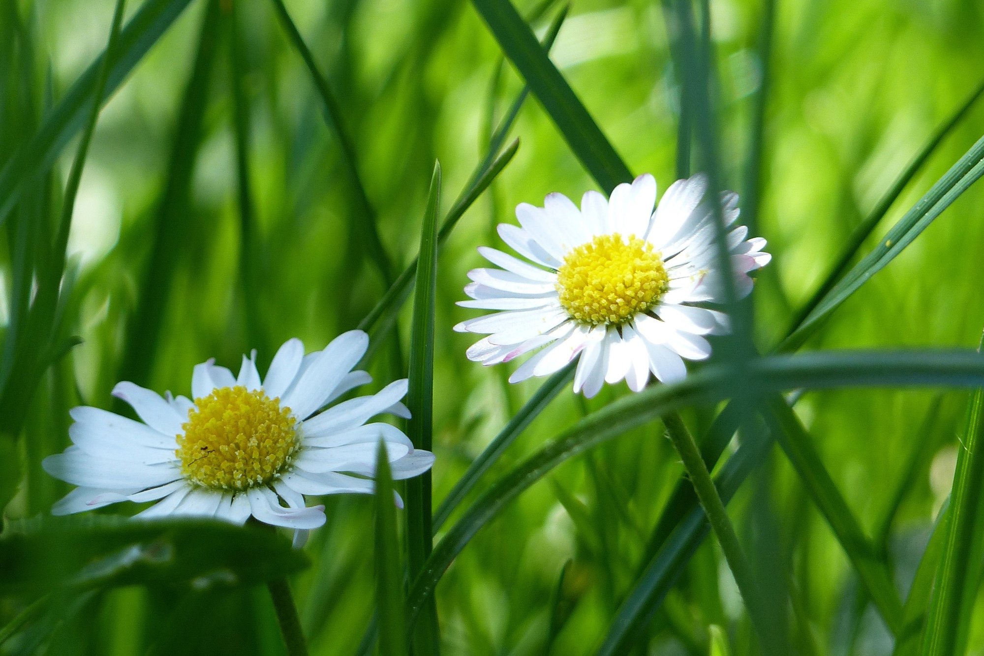 Gänseblümchen Gänseblümchen