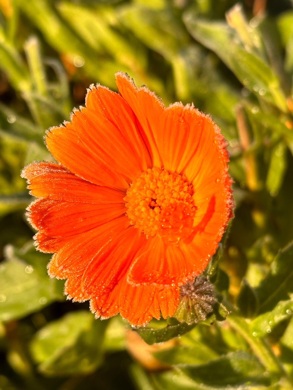 Ringelblume