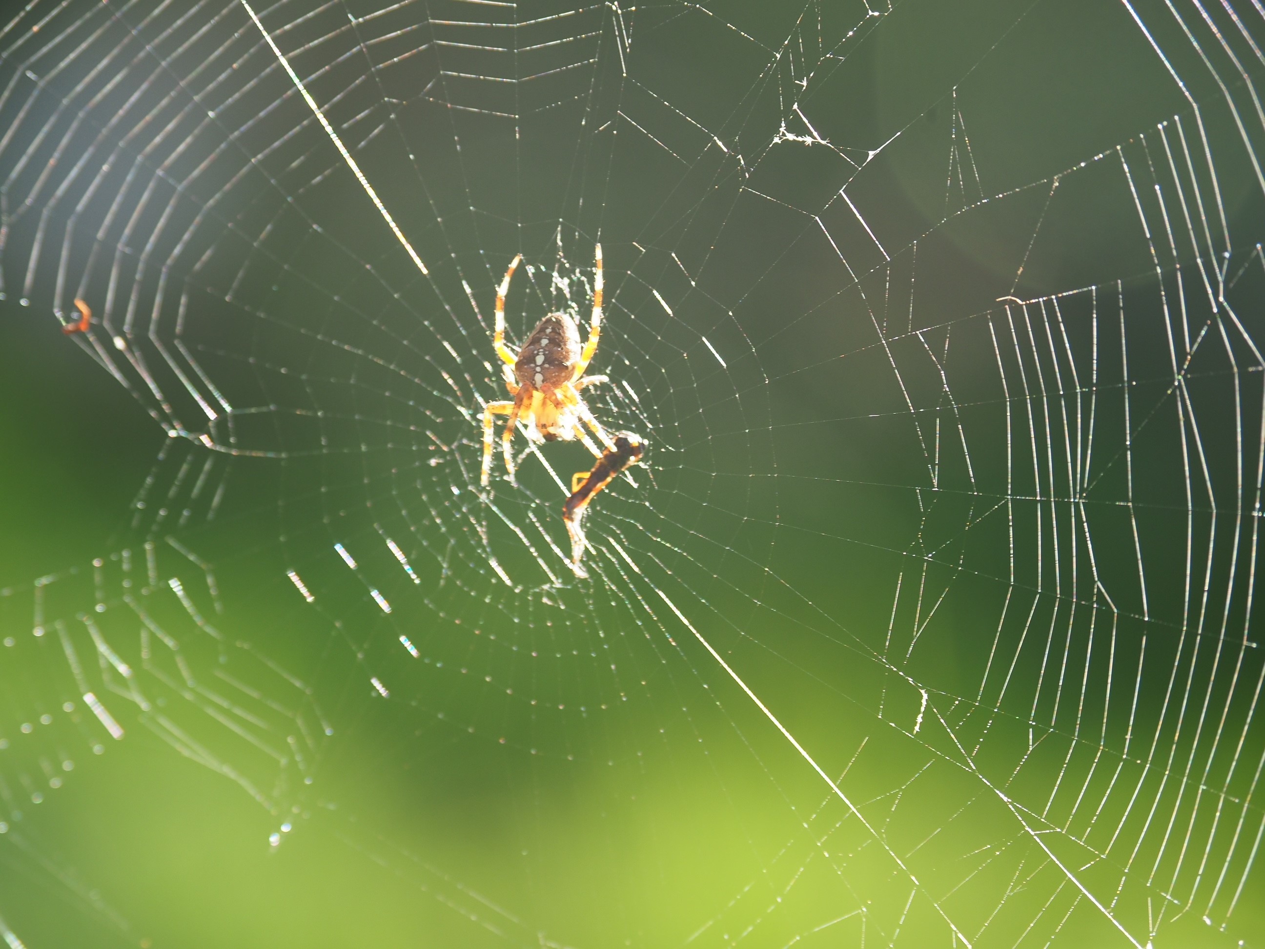 Spinne