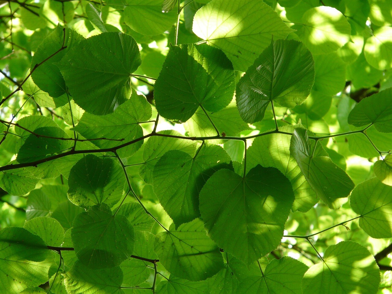 linden-tree-55852_1280