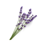 Lavendel