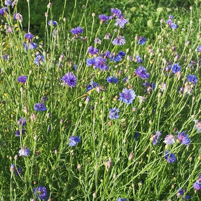 Kornblume-1